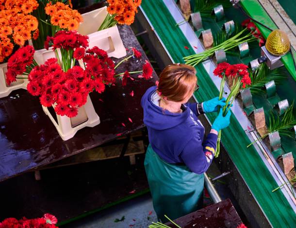 Bouquetnet impressie afbeeldingen